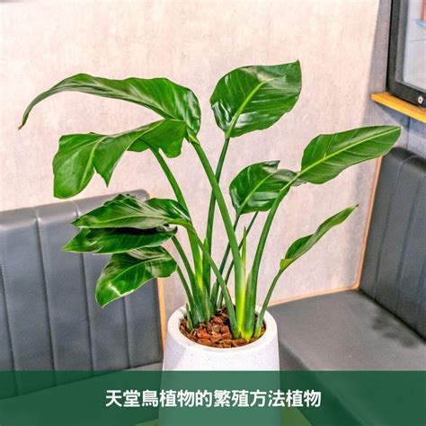 天堂鳥種植方法|【天堂鳥怎麼繁殖？掌握種子繁殖和分株繁殖技術，輕。